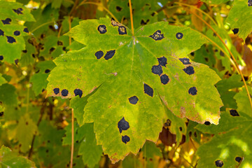 Green leaves of wild grapes are damaged by black spots