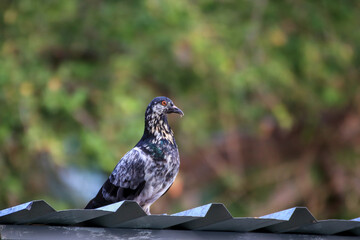 spotted pigeons on metal sheet roof