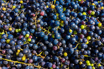 Background of freshly picked grapes. Bunch of picked blue grapes