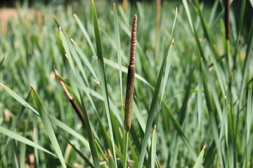Reeds grow on the lake