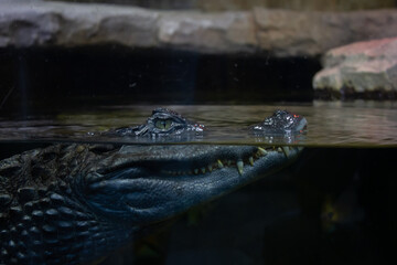 Alligator head close up