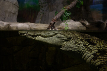 Crocodile head close up