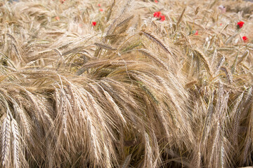 Wheat field close-up. Wheat field on a summer day.Close-up of ripening wheat ears.