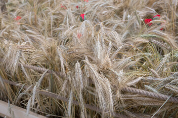 Wheat field close-up. Wheat field on a summer day.Close-up of ripening wheat ears.