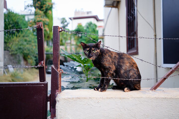 Cute cat sitting on the fence.