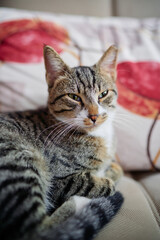 Adorable striped cat sitting on the sofa.