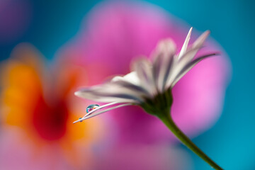 flower with dew dop - beautiful macro photography with abstract bokeh background...............