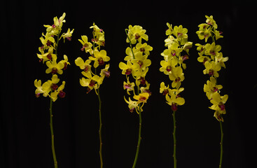 five branch yellow orchid flower with stem on black background