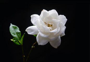 white gardenia with leaf closeup on black background