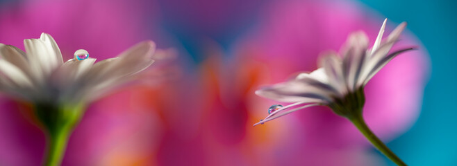 flower with dew dop - beautiful macro photography with abstract bokeh background