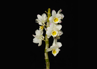 branch tropical white orchid flower with stem on black background 