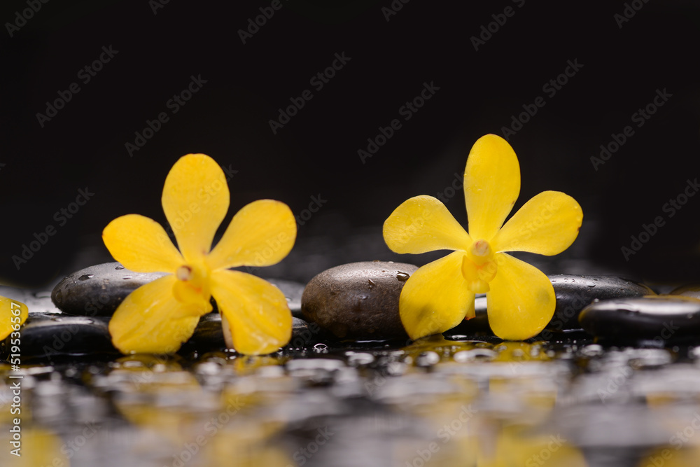 Wall mural Still life of with 
Two yellow orchid  with zen black stones on wet background,
