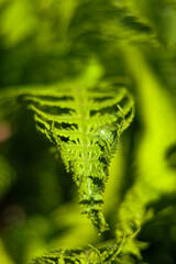 zielony liść paproci