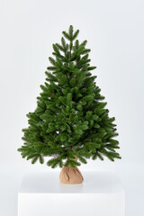 Pretty bushy danish Christmas tree without decorations in a large pot wrapped in sackcloth with...