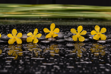 Still life of with 
Yellow orchid  and  green leaves ,candle with zen black stones on wet background,
