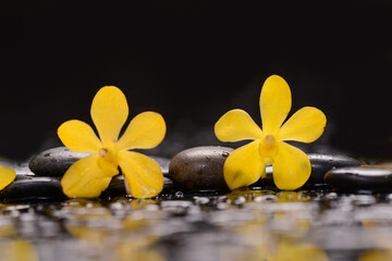 Still life of with 
Two yellow orchid  with zen black stones on wet background,

