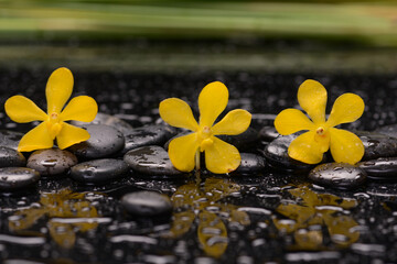 Still life of with 
Three Yellow orchid  and candle with zen black stones on wet background,
