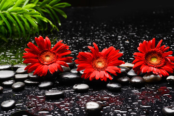 Still life of with 
Three red flower , with green palm and zen black stones on wet background
