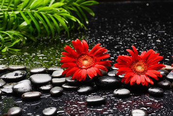 Still life of with 
Two red flower , with green palm and zen black stones on wet background
