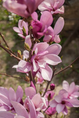 Blooming pink magnolia tree in garden during springtime close up. Natural floral background