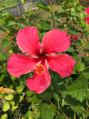  
Singer red hibiscus flower closeup in natural

