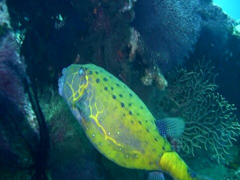 Yellow boxfish (Ostracion cubicus), male