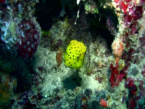 Yellow boxfish (Ostracion cubicus), juvenile