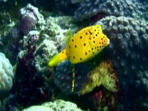 Yellow boxfish (Ostracion cubicus), juvenile