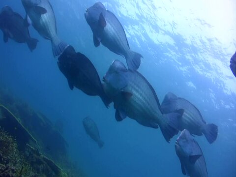 Humphead parrotfishes (Bolbometopon muricatum), large group swimming over coral reef