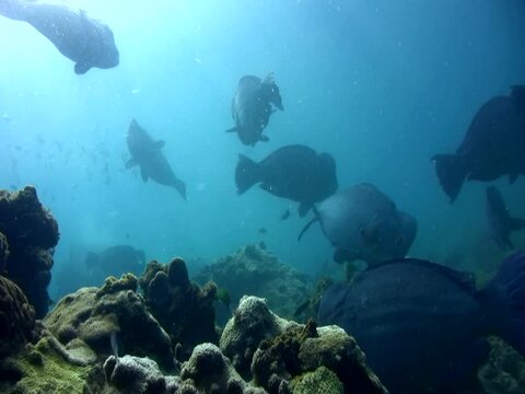 Humphead parrotfishes (Bolbometopon muricatum), large group swimming and pooing over coral reef