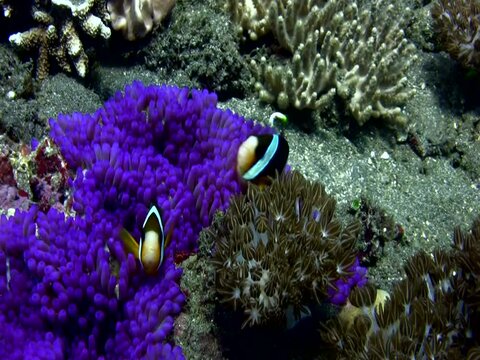 Clark's anemonefish (Amphiprion clarkii) in a purple anemone