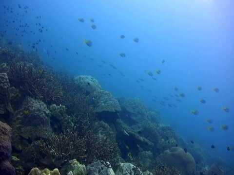 Hard coral reef with fusiliers