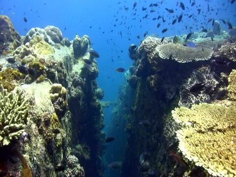 Crack between two rocks covered in hard coral reef