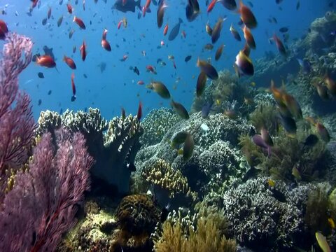 Coral reef with pionk gorgonian fans and clouds of anthias
