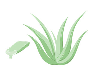 Set of aloe vera medicinal plant and succulent stem cut. Hand drawn plant in sketch style. Isolated vector illustration.	