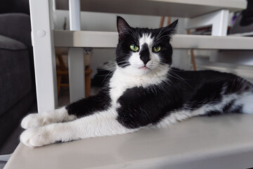 A black and white cat is lying on the stairs .