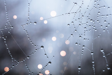 drops on the spider web background