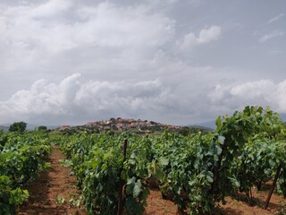Fototapeta na wymiar vineyard in Croatia 