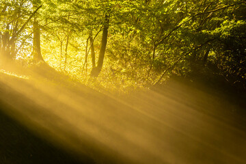 朝日が差し込み黄金色に輝く朝の森