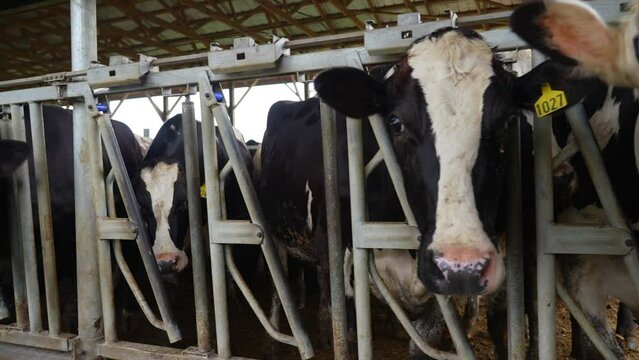 Holstein heffers in barn. Close up truck shot of dairy operation.