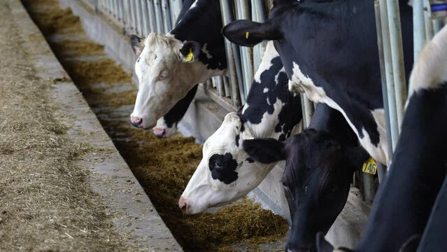 Heffers eating feed in barn. Automated feeding process in advanced dairy barn. Cows consume nutritious food to produce milk.