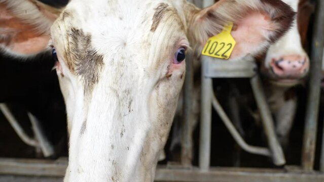 Close up of tagged, white cow. Nose and head view. Dirty heffer in packed barn.