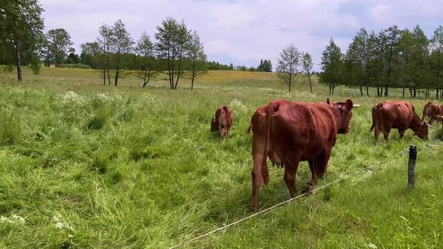 Brown milk cow walking towards herd to eat green grass in outdoor farm in a country