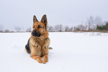German Shepherd dog lying in the snow. German Shepherd Dog in winter. Dog performs the commands of the owner.