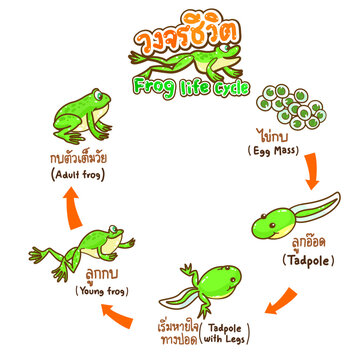 The Frog’s life cycle vector.