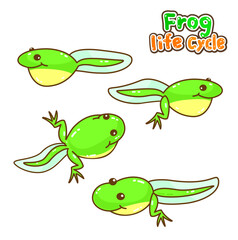 The Frog’s life cycle vector.
