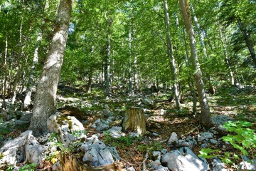 Beech (Fagus sylvatica) temperate, deciduous, broadleaf forest in summer with sunlight shining on the ground