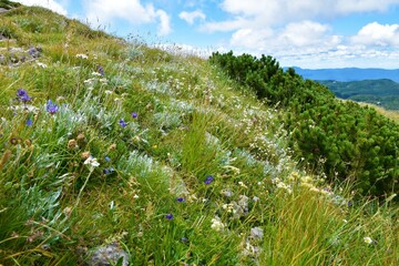 Alpine meadow with white yarrow (Achillea) and blue rampion (Phyteuma hemisphaericum) flowers at Sneznik mountain in Notranjska, Slovenia © kato08