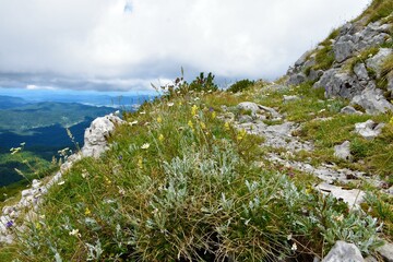 Fototapeta na wymiar Wild garden with white and yellow flowers at the top of Sneznik mountain in Notranjska, Slovenia