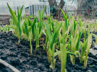 Young green shoots in the ground. Close-up of the new shoot of a young plants. Young shoots of lilies. 